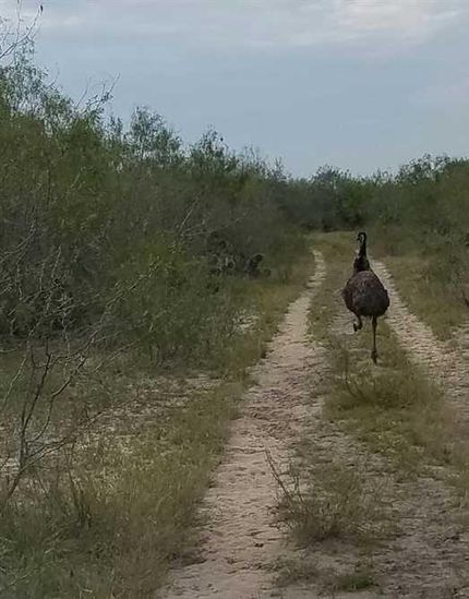 Land in Jim Wells County, Texas