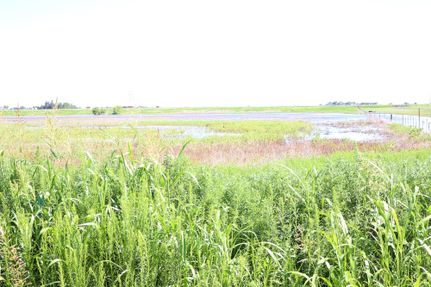 Timberland Property in Hale County, Texas