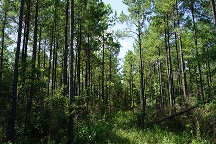 Farm and Ranch in Bullock County, Alabama