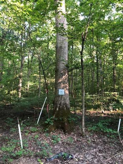 Land in Ripley County, Indiana