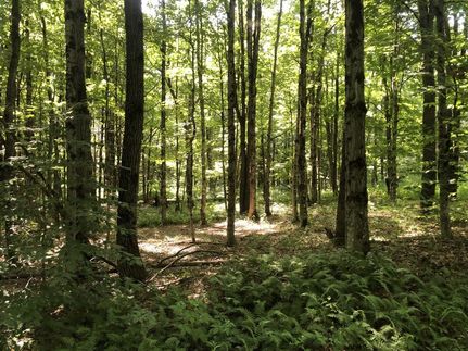 Undeveloped Land in Oswego County, New York