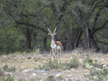 Timberland Property for sale in Menard County, Texas