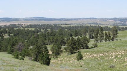 Undeveloped Land in Platte County, Wyoming