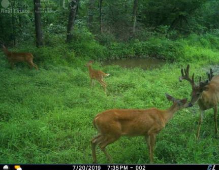 Timberland Property in Crawford County, Wisconsin