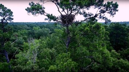 Farm and Ranch in San Jacinto County, Texas