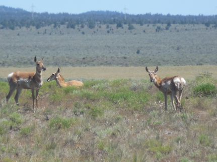 Undeveloped Land in Lake County, Oregon