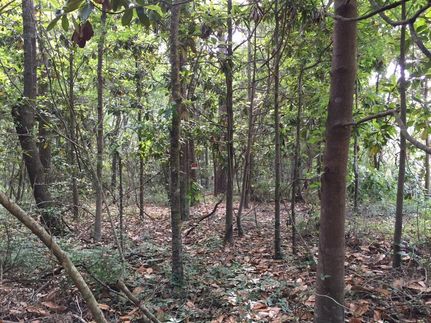 Undeveloped Land in Mobile County, Alabama