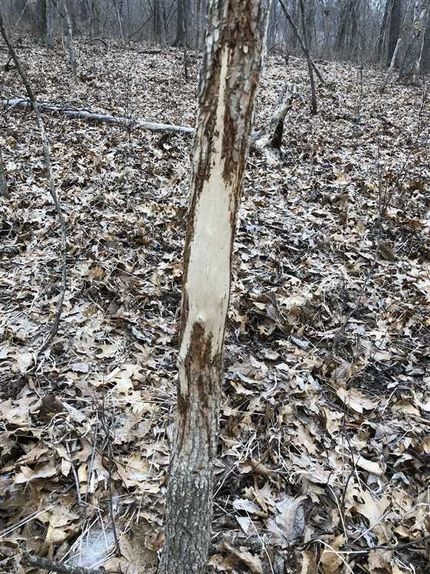 Timberland Property in Saint Clair County, Missouri