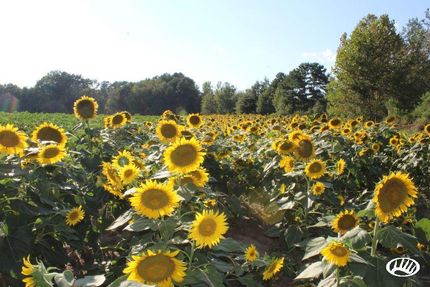 Timberland Property in Nash County, North Carolina