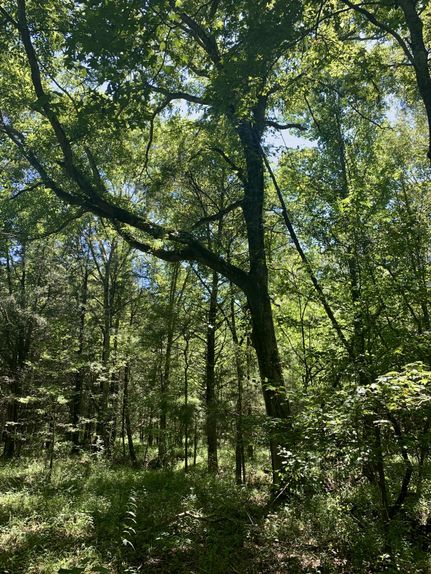 Hunting Property in Sumter County, Alabama
