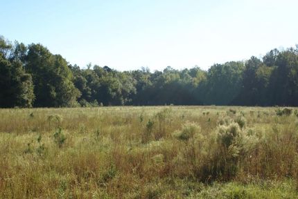 Undeveloped Land in Colleton County, South Carolina