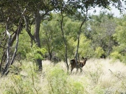 Undeveloped Land in Concho County, Texas