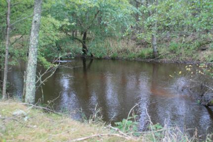 Timberland Property in Juneau County, Wisconsin
