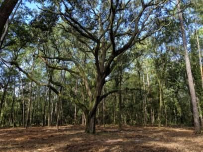 Undeveloped Land in Suwannee County, Florida