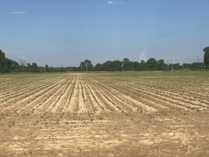 Undeveloped Land in White County, Arkansas