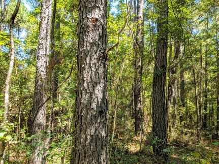 Farm and Ranch in Jefferson County, Florida