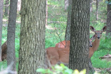 Undeveloped Land in Sullivan County, New York
