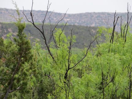 Hunting Property in Coke County, Texas