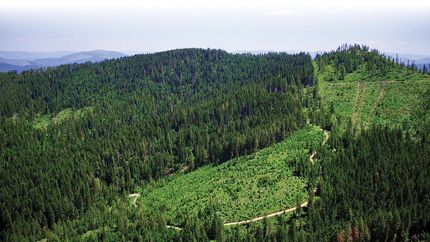 Timberland Property in Benewah County, Idaho