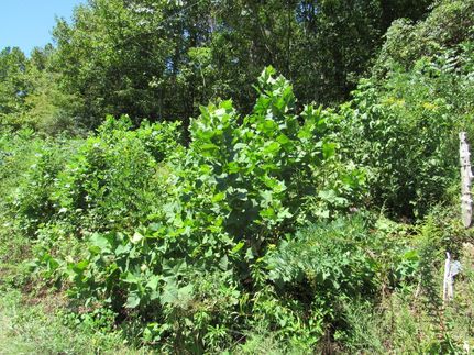 Undeveloped Land in Washington County, Virginia