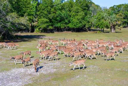 Land in Dixie County, Florida