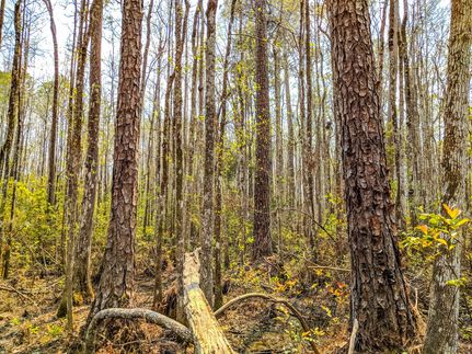 Timberland Property in Jefferson County, Florida