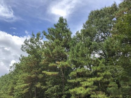 Land in Montgomery County, Texas