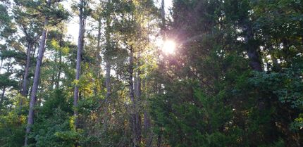 Undeveloped Land in Cass County, Texas