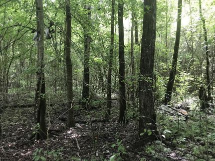 Undeveloped Land in Itawamba County, Mississippi