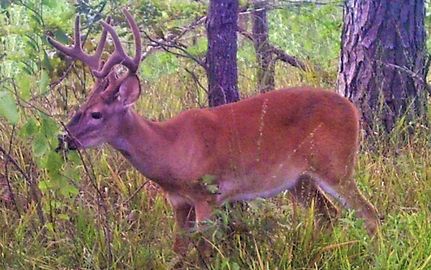 Hunting Property in Hempstead County, Arkansas