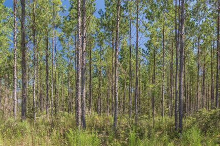 Farm and Ranch in Escambia County, Alabama