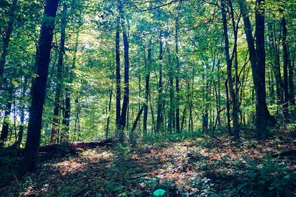 Timberland Property in Holmes County, Ohio