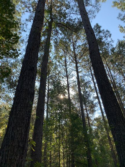 Land in Grady County, Georgia