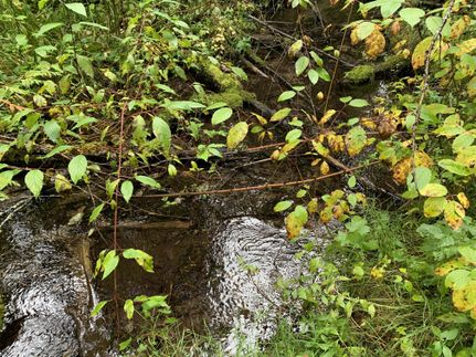 Timberland Property in Lincoln County, Montana