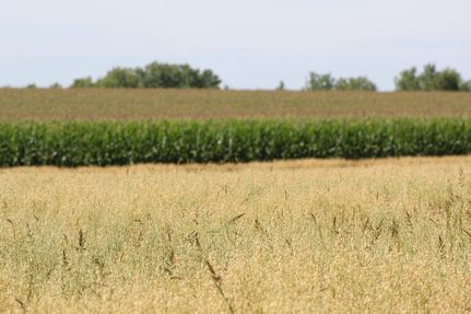 Hunting Property in Otter Tail County, Minnesota