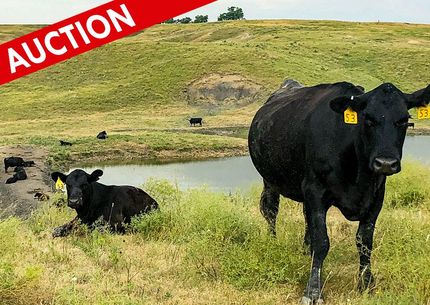 Hunting Property in Ellis County, Kansas