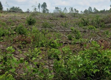 Timberland Property for sale in Sabine Parish, Louisiana
