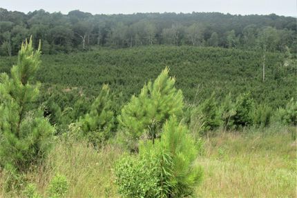 Land for sale in Sabine Parish, Louisiana