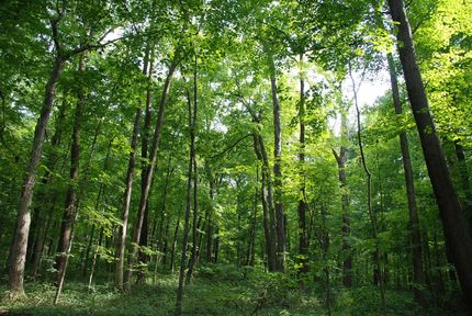 Timberland Property in Fountain County, Indiana