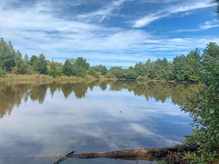 Undeveloped Land in Cass County, Texas