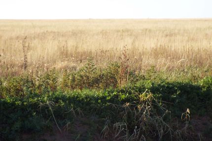 Farm and Ranch in Hale County, Texas