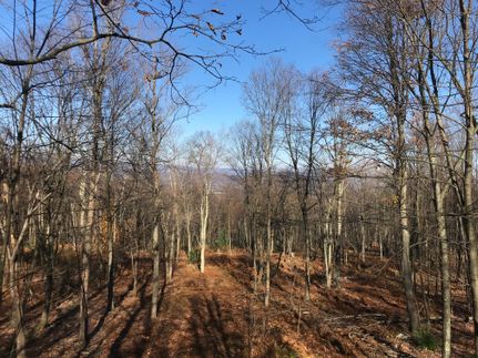 Timberland Property in Juniata County, Pennsylvania