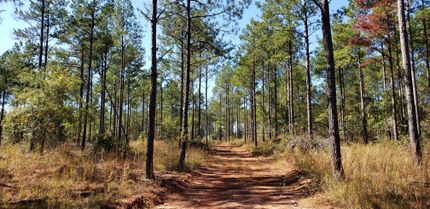 Timberland Property in Stewart County, Georgia