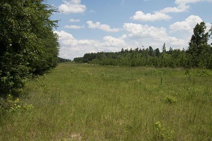 Timberland Property in Burke County, Georgia