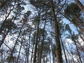 Timberland Property in Wayne County, North Carolina