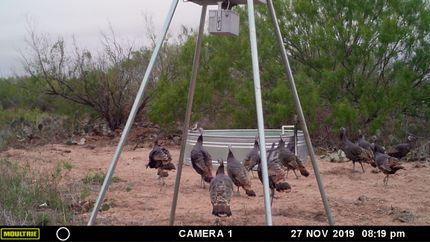 Farm and Ranch in Duval County, Texas