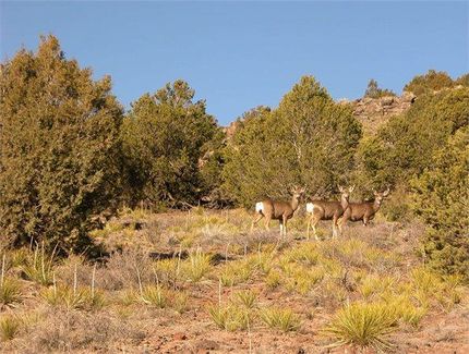 Farm and Ranch in Mohave County, Arizona