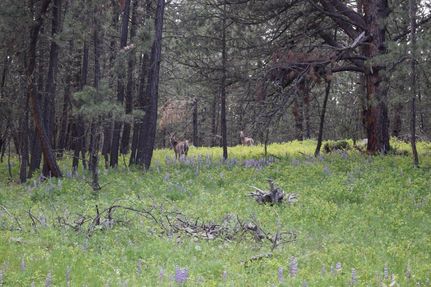Timberland Property in Fergus County, Montana