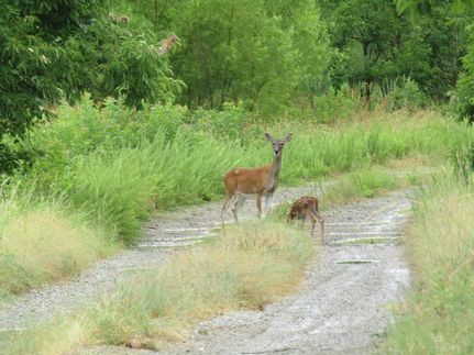 Undeveloped Land in Pittsburg County, Oklahoma
