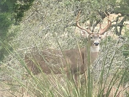 Undeveloped Land in Edwards County, Texas